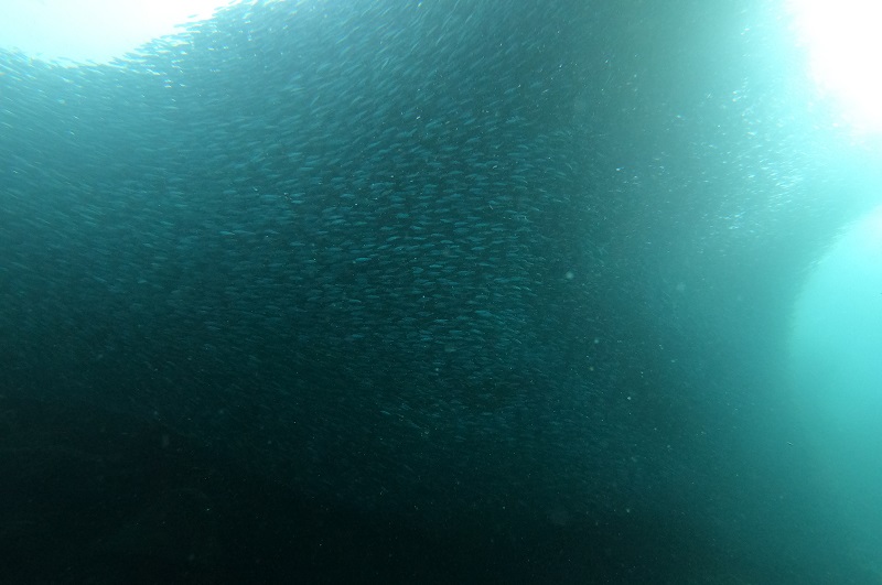 ボホール島のナパリンでのダイビング