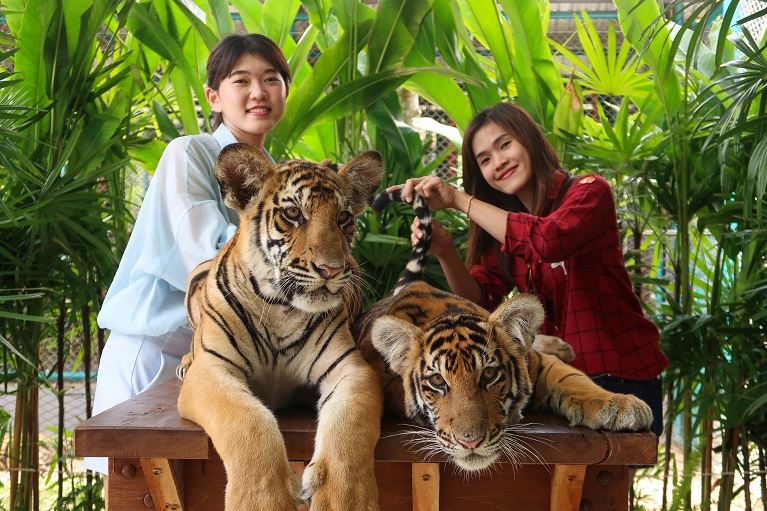 「タイのトラと触れ合える場所４選」徹底ガイド 【旅の大事典】