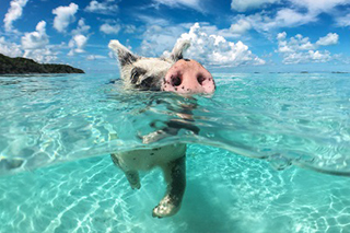 ピッグビーチとエグズーマ諸島 徹底ガイド 旅の大事典