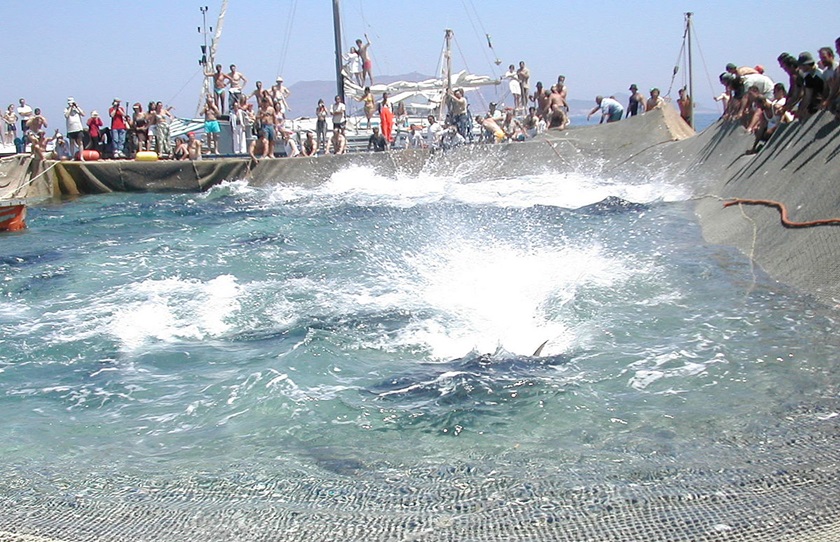 「マッタンツァ」徹底ガイド 【旅の大事典】