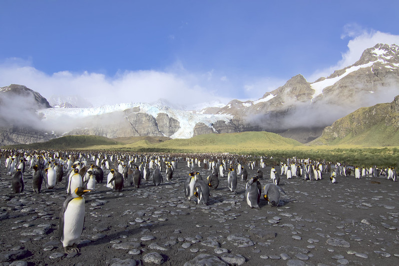 「サウスジョージア島」徹底ガイド 【旅の大事典】