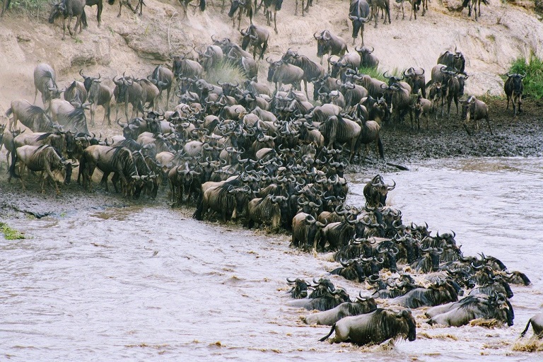 ケニア３大国立公園の見どころ