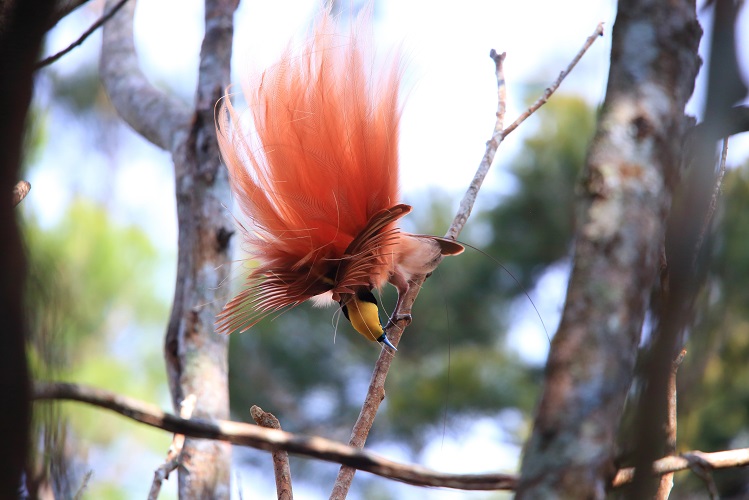 パプアニューギニアの動植物とバリラタ国立公園